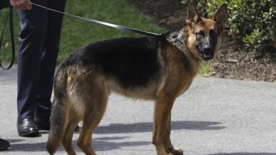 Commander, el perro de Joe Biden, ha mordido a más de 20 agentes del servicio secreto