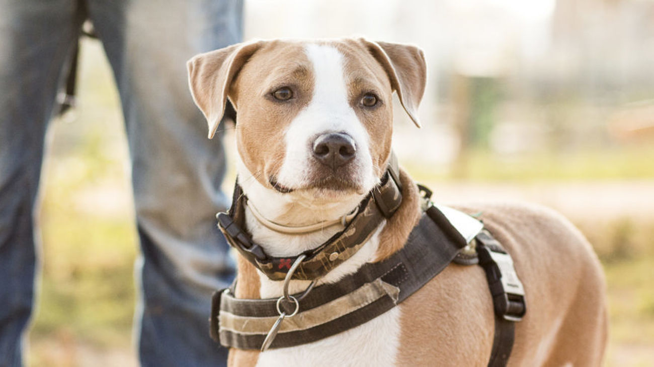 Archepet, la startup que investiga tecnología de localización para nuestras mascotas