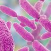 Alerta del aumento en Europa de una bacteria mortal muy resistente a los medicamentos