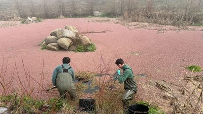 Luchan contra una planta invasora en Cenicientos para proteger una reserva de anfibios