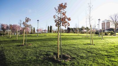 300 árboles más para el Prado Ovejero de Móstoles
