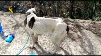 Investigadas 34 personas por tener en estado "deplorable" a más de un centenar de animales