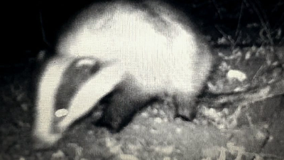 Logran grabar tejones en libertad a las puertas de Madrid