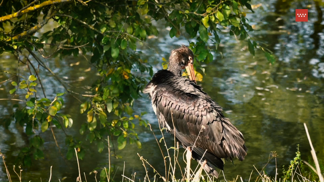 Más cigüeñas negras en el cielo de Madrid