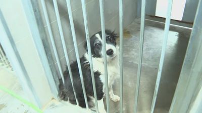 "Hay pocas adopciones y mucho abandono", las protectoras de animales al borde del colapso