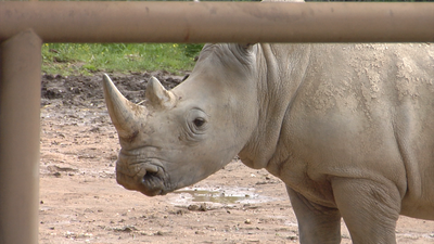 Llega una nueva cría de rinoceronte blanco a Safari Madrid