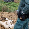 Investigado el propietario de una explotación ganadera con multitud de animales muertos por falta de cuidado
