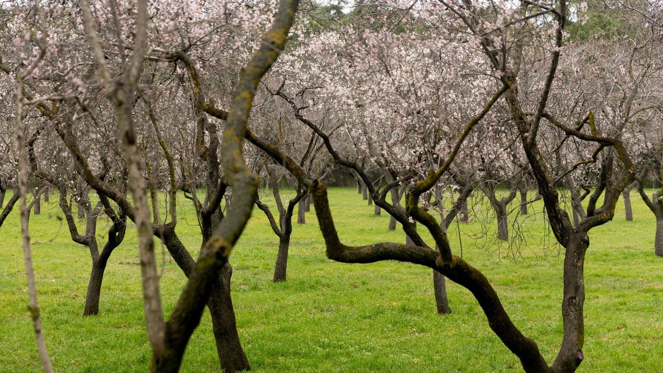 Almendros en flor, en el Parque de la Quinta de los Molinos