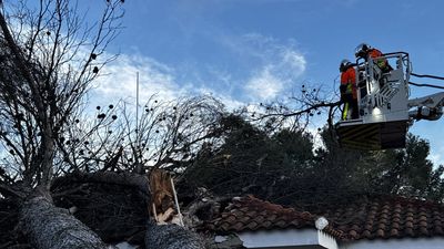 El tejado de una casa de Villalbilla, aplastado por la caída de un árbol a causa del viento