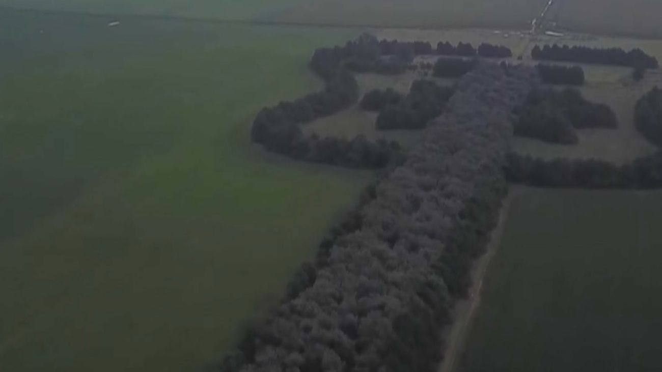 Un bosque con forma de guitarra: La gran historia de amor que ha enternecido internet
