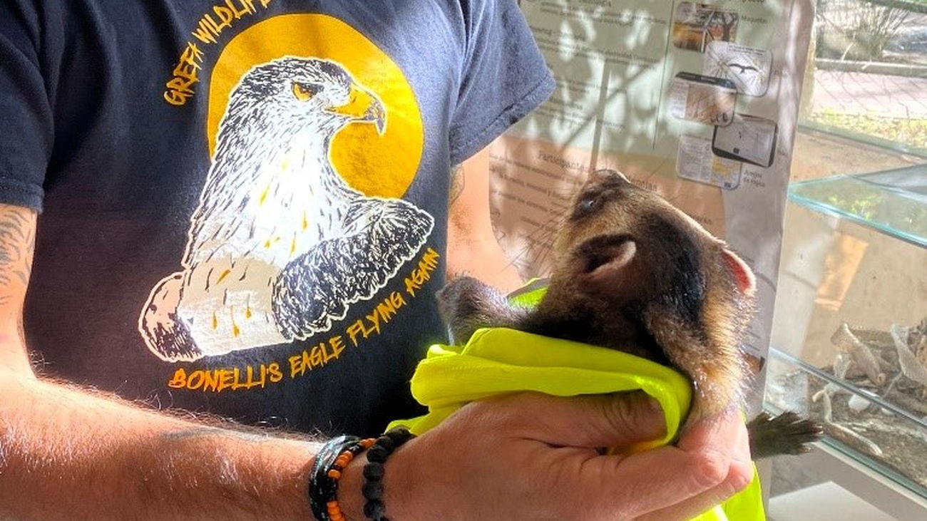 Más de 7.000 animales atendidos en el hospital de fauna de Grefa, en Majadahonda