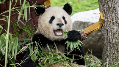 La familia de pandas del Zoo de Madrid se marcha a China