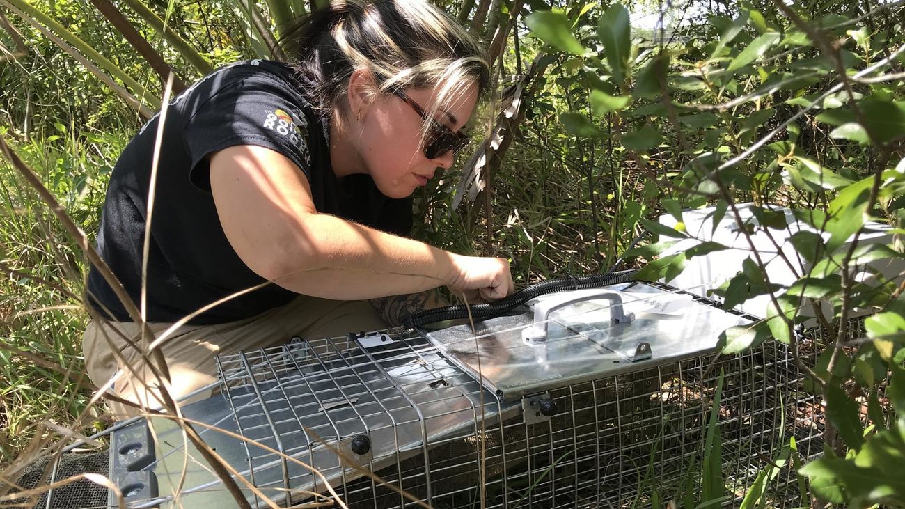 "Trampas inteligentes" con inteligencia artificial para atrapar especies invasoras en Florida