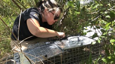 Trampas con IA para atrapar especies invasoras en Florida
