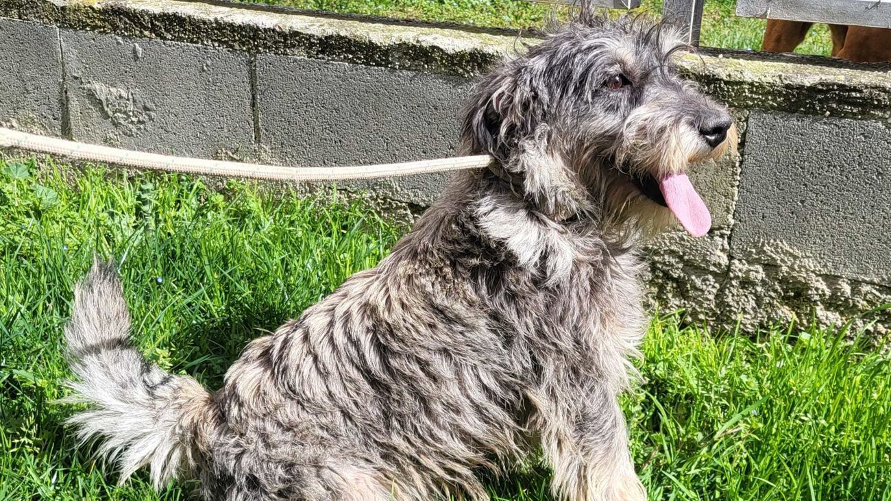 Si quieres tener perro, pásate antes por Sanse