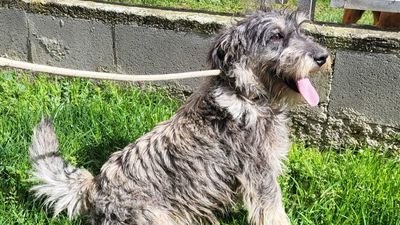 Si quieres tener perro, pásate antes por Sanse