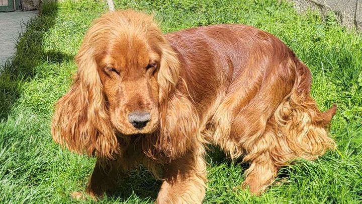 Ejemplar de cocker macho de 1 año / AYTO SAN SEBASTIÁN DE LOS REYES