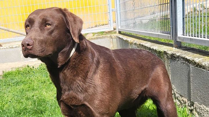 Labrador hembra de 1 año / AYTO SAN SEBASTIÁN DE LOS REYES