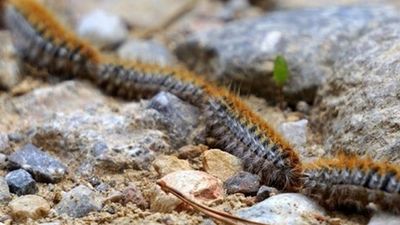 El Ayuntamiento de Madrid retira más de 20.000 nidos de procesionaria