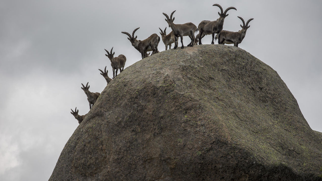 Fotografía tomada el 17 de mayo de 2020 de un grupo de cabras montés en la pradera del Yelmo (La Pedriza).