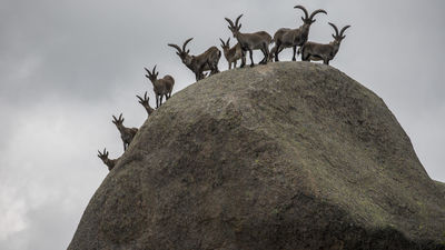 La caza furtiva descabeza la población de cabra montés  en el  Parque Nacional de Guadarrama