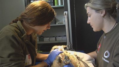 Récord de animales silvestres atendidos en el centro de recuperación de la Comunidad de Madrid