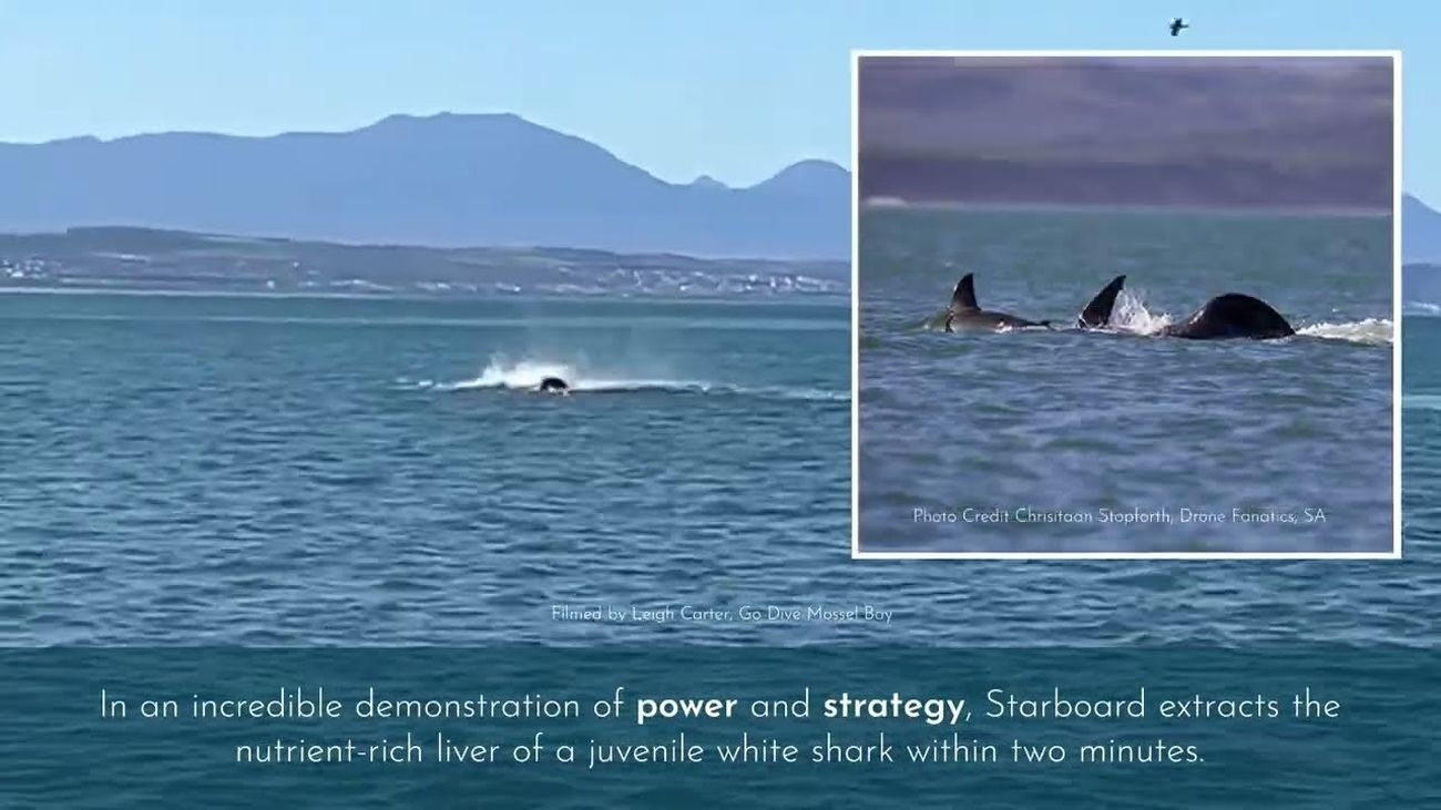 Primera filmación de una orca devorando a un gran tiburón blanco