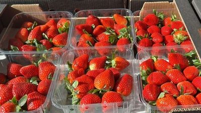 Alerta sanitaria por presencia de hepatitis A en fresas procedentes de Marruecos