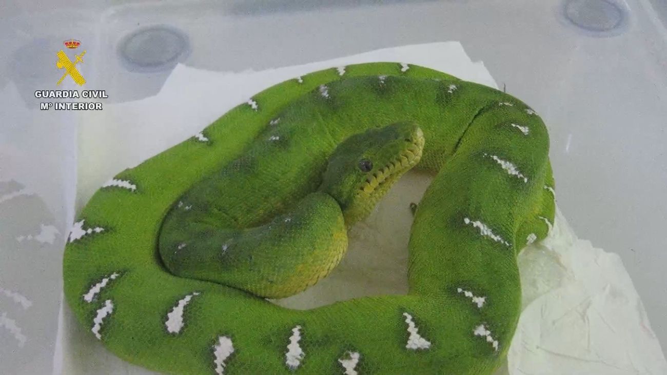 La Guardia Civil se incauta de 421 de especies silvestres  protegidas en una operación contra tráfico de animales