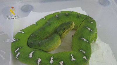 La Guardia Civil se incauta de 421 de especies silvestres  protegidas en una operación contra tráfico de animales