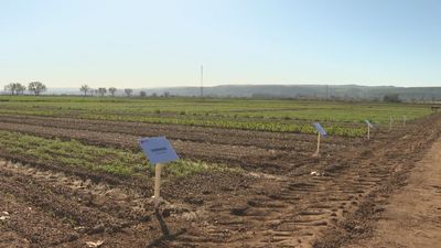 La Comunidad de Madrid estudia nuevos cultivos para combatir la escasez de lluvias