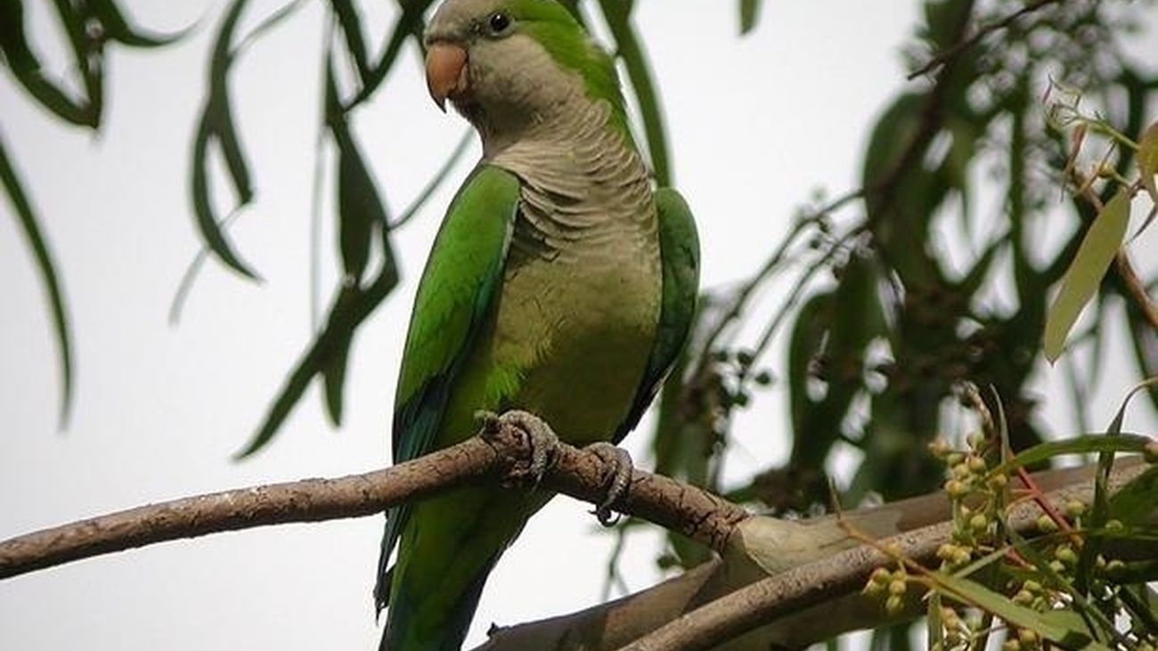 Madrid reduce en un 30% su población de cotorras y detecta menos quejas vecinales por el ruido de estos animales