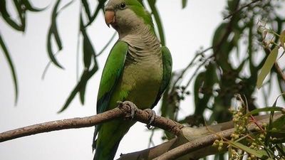 Madrid reduce en un 30% su población de cotorras y detecta menos quejas vecinales por el ruido de estos animales