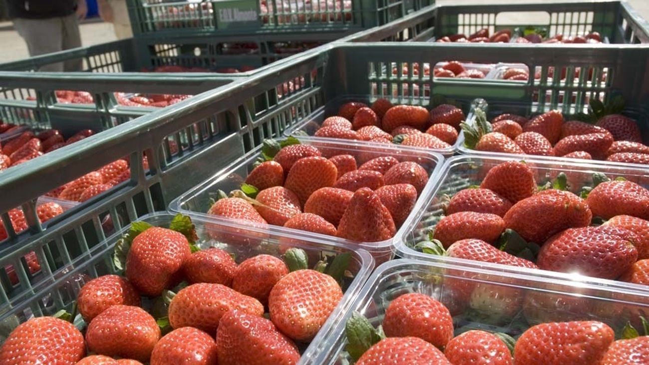 The EU lowers the alert on strawberries contaminated with hepatitis A