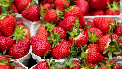Expertos en seguridad alimentaria sobre las fresas contaminadas: “Nuestra tarea es controlarlo en la frontera y que no llegue al consumidor"