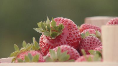 ¿Cómo saber con exactitud el origen de las fresas que consumimos o si es fruta española?