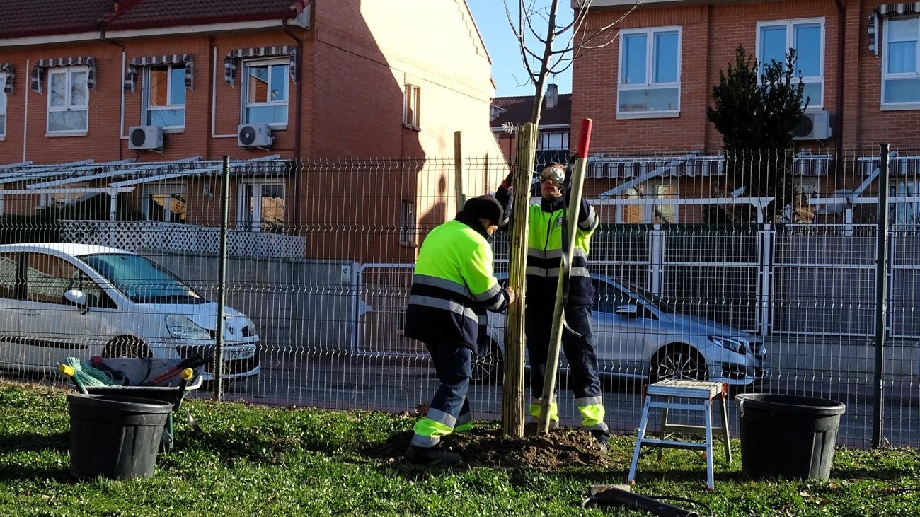 Plantación de árboles en el barrio alcalaíno de El Ensanche