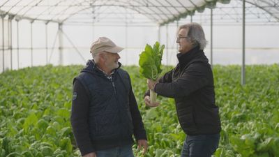 Consejos sobre las acelgas para que no te la cuelen en el mercado