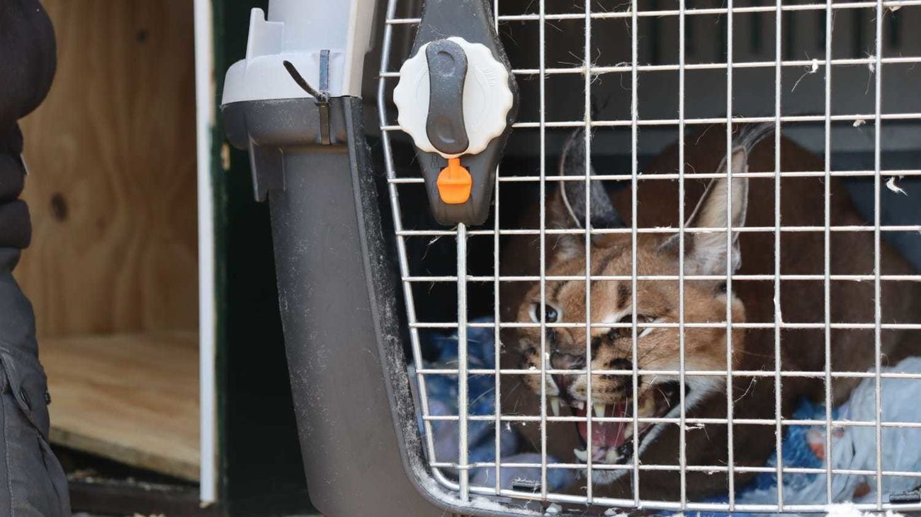 A specimen of African lynx was intervened in the garden of a home