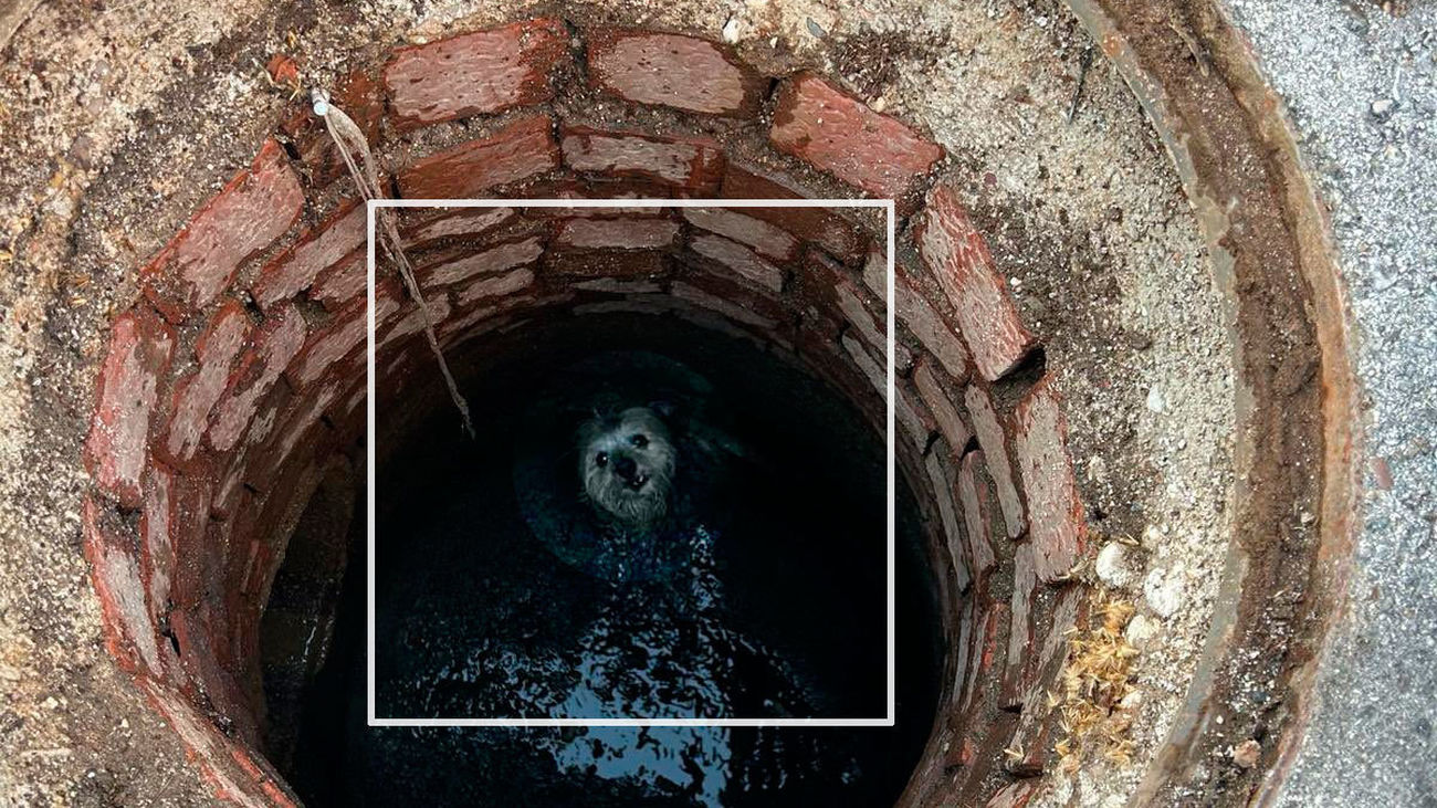 El emotivo rescate a un yorkshire en San Martín de Valdeiglesias