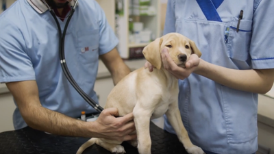 Zendal lanza la primera vacuna de tecnología  ADN frente a la leishmaniasis canina