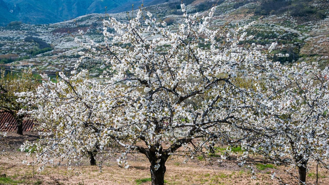 Cerezo en flor en el Valle del Jerte