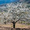 La primavera llegará a las 4:06 horas del miércoles 20 y el cambio de hora el domingo 31