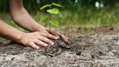 Manzanares celebra este domingo el 'Día del Árbol' en el Parque de las Ovejas