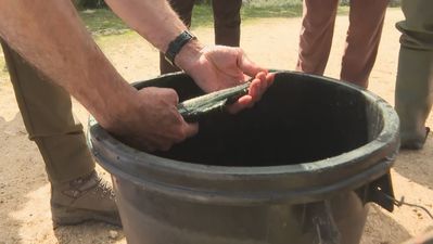Comienza la suelta de truchas arcoiris en tramos acotados de ríos y embalses de Madrid