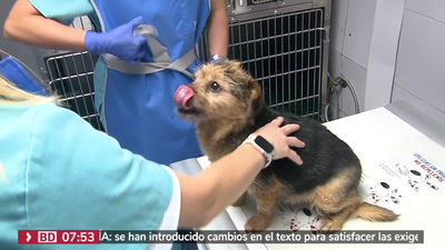 Abre en Velázquez el Hospital Veterinario más grande del centro de Madrid