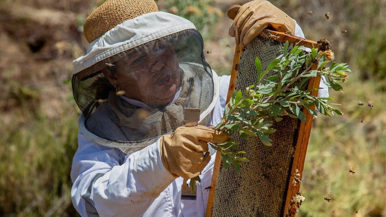 Edith Elgueta, la mujer que produce miel en el desierto de Chile