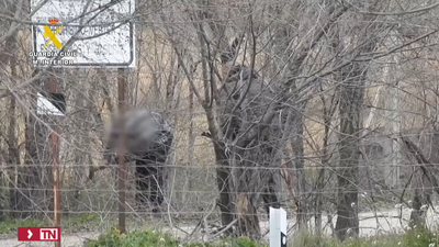Detenidas seis personas por robar más de 15 toneladas de aceituna en Madrid