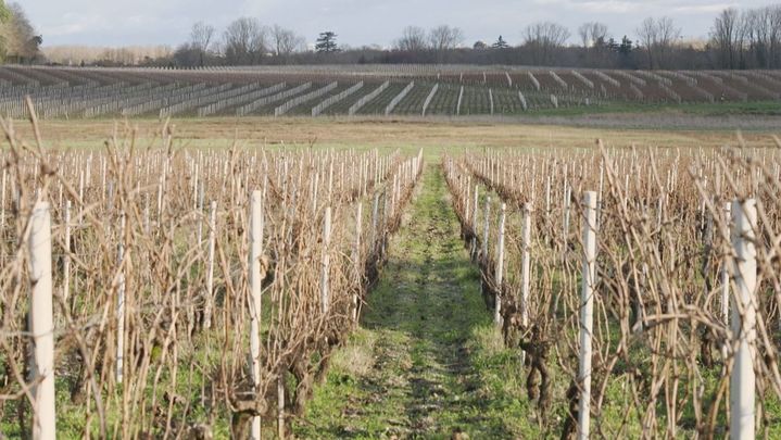 Viñedo de Burdeos / Telemadrid