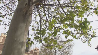 Comienza la temporada de alergias en Madrid con la floración del plátano de sombra